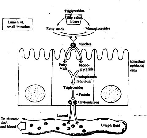 absorption lipids biology into